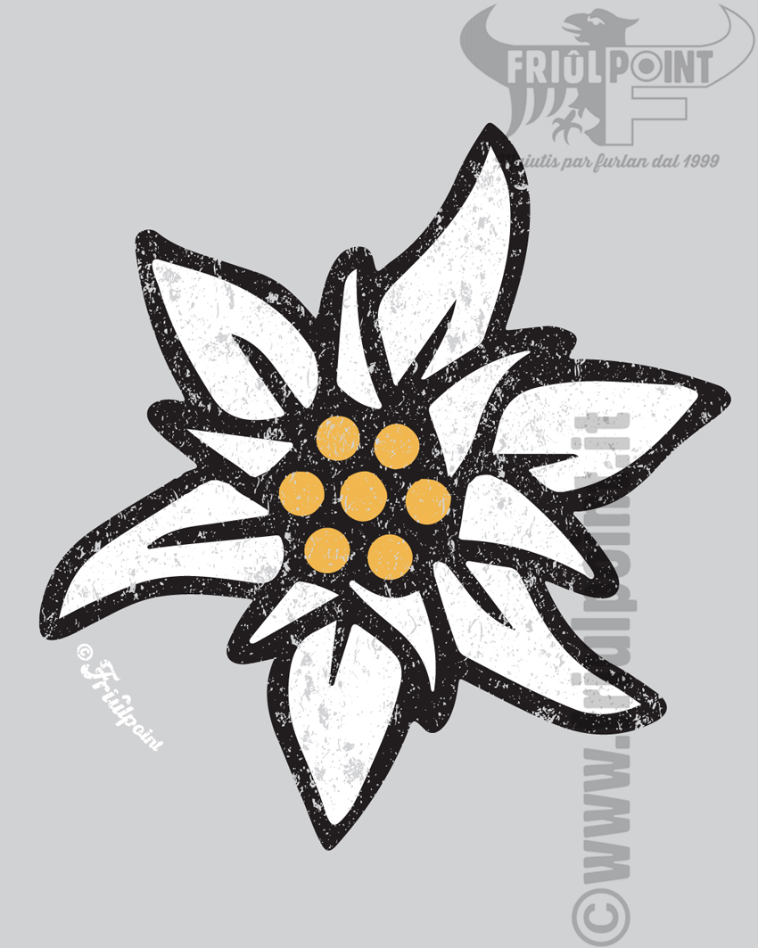 STEA01-Grim-EDELWEISS-STELLA-ALPINA-Dett